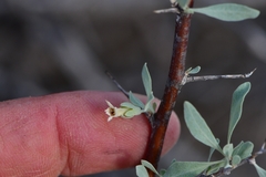 Lycium puberulum berberioides
