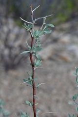 Lycium puberulum berberioides