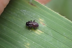 Chrysomelidae