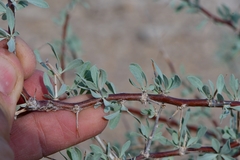 Lycium puberulum berberioides