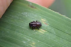 Chrysomelidae