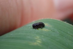 Chrysomelidae