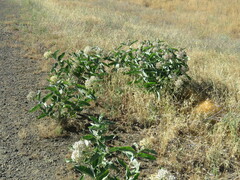 Asclepias eriocarpa