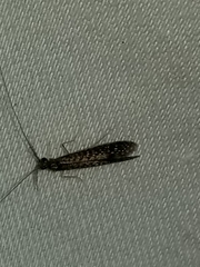 Leptocerus americanus