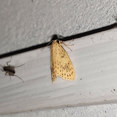 Pseudobarsine bombdilensis