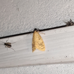 Pseudobarsine bombdilensis