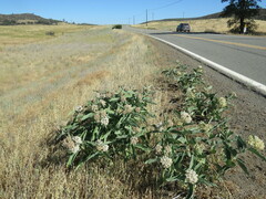 Asclepias eriocarpa