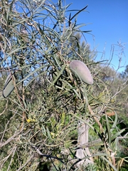 Leichhardtia australis