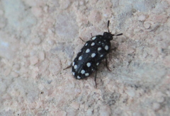 Paranovelsis punctatus