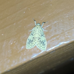 Pseudobarsine bombdilensis