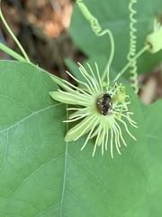 Protandrena passiflorae