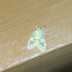 Pseudobarsine bombdilensis