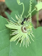 Protandrena passiflorae