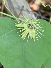 Protandrena passiflorae