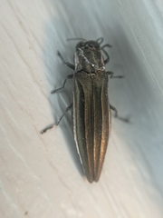 Agrilus macer
