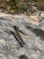 Calopteryx aequabilis