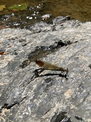 Calopteryx aequabilis