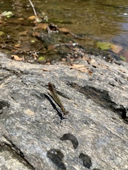 Calopteryx aequabilis