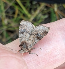 Diarsia esurialis