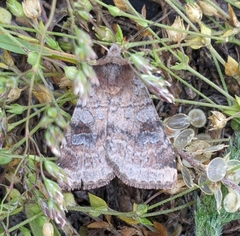 Diarsia esurialis