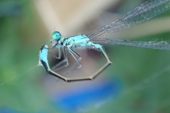 Ischnura elegans