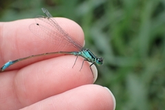 Ischnura elegans