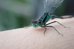 Ischnura elegans