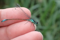 Ischnura elegans