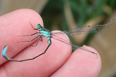 Ischnura elegans