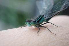 Ischnura elegans