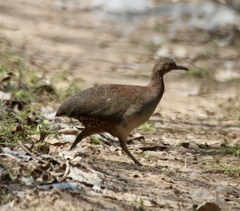 Crypturellus undulatus