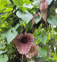 Aristolochia grandiflora image