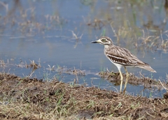 Burhinus indicus