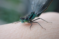 Ischnura elegans