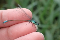 Ischnura elegans