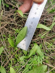 Ophioglossum polyphyllum