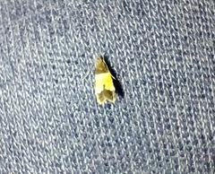 Triclonella determinatella