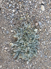 Astragalus purshii