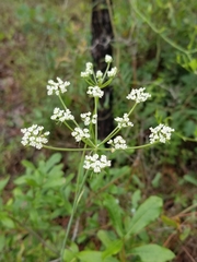 Angelica dentata