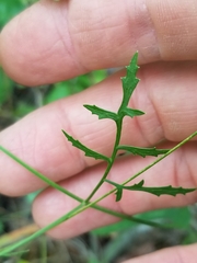 Angelica dentata