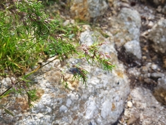 Poa alpina vivipara