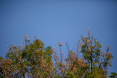 Buteo jamaicensis