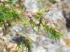 Poa alpina vivipara