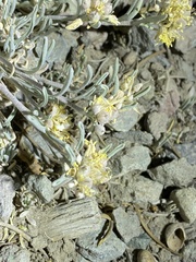 Physaria intermedia