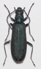 Ischnomera caerulea