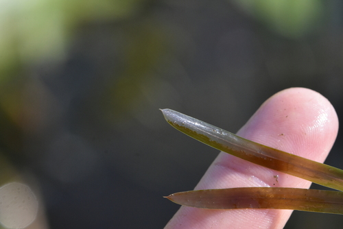 Sharp-leaved pondweed (Potamogeton acutifolius)