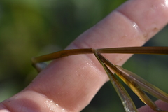 Potamogeton acutifolius