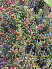 Kalmia procumbens