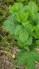 Ribes hudsonianum