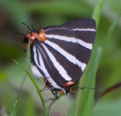 Panthiades bathildis